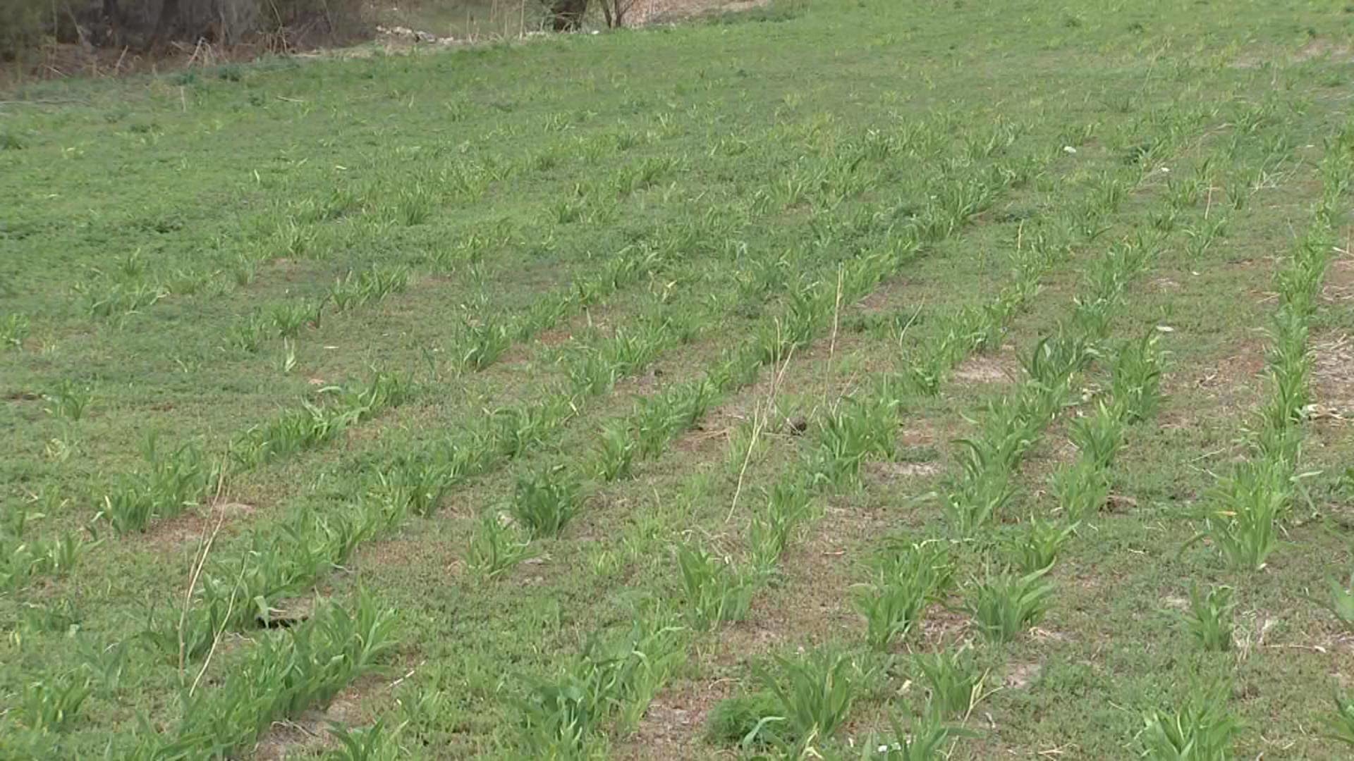双山镇：闲置土地“变身”致富田 射干种植激活乡村“沉睡资源”