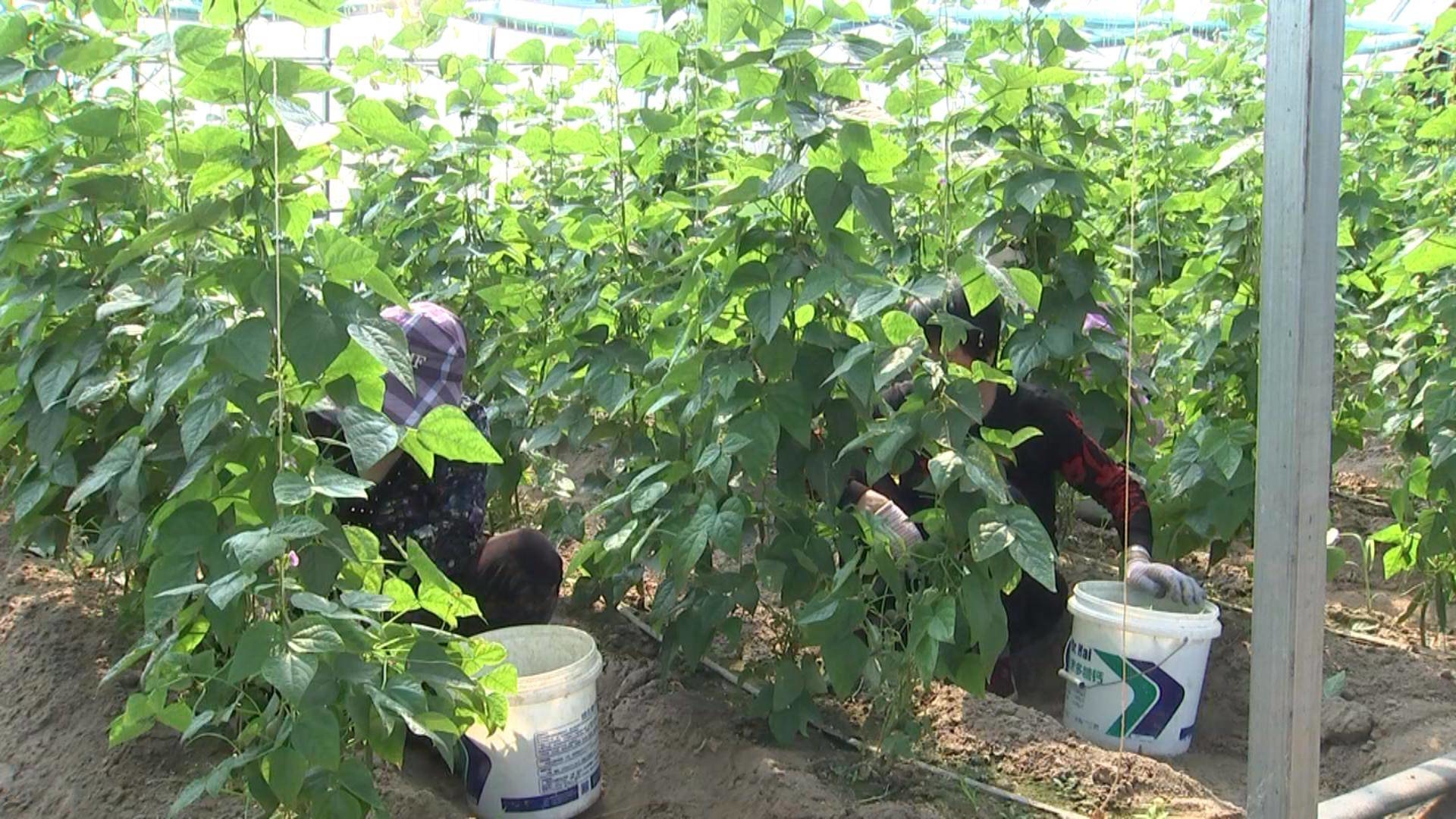《和美乡村》柳条乡：大棚蔬菜陆续成熟 供应多地市场