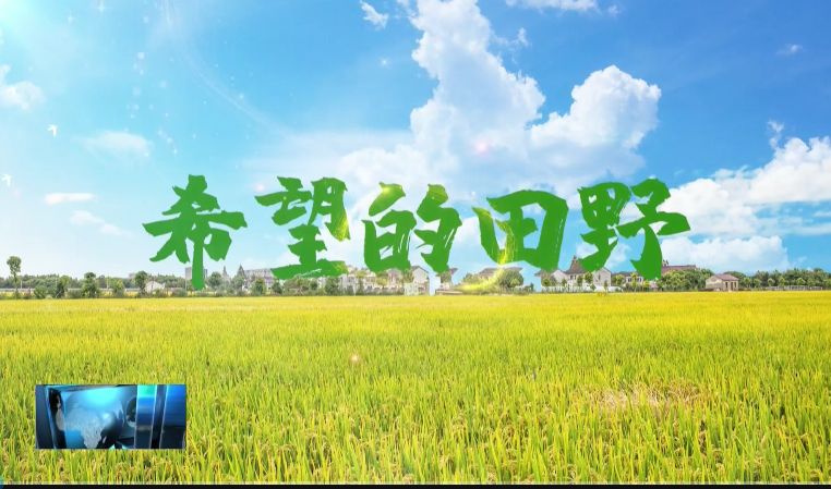 《希望的田野》专栏：“订单+技术”让地瓜种植更有底气