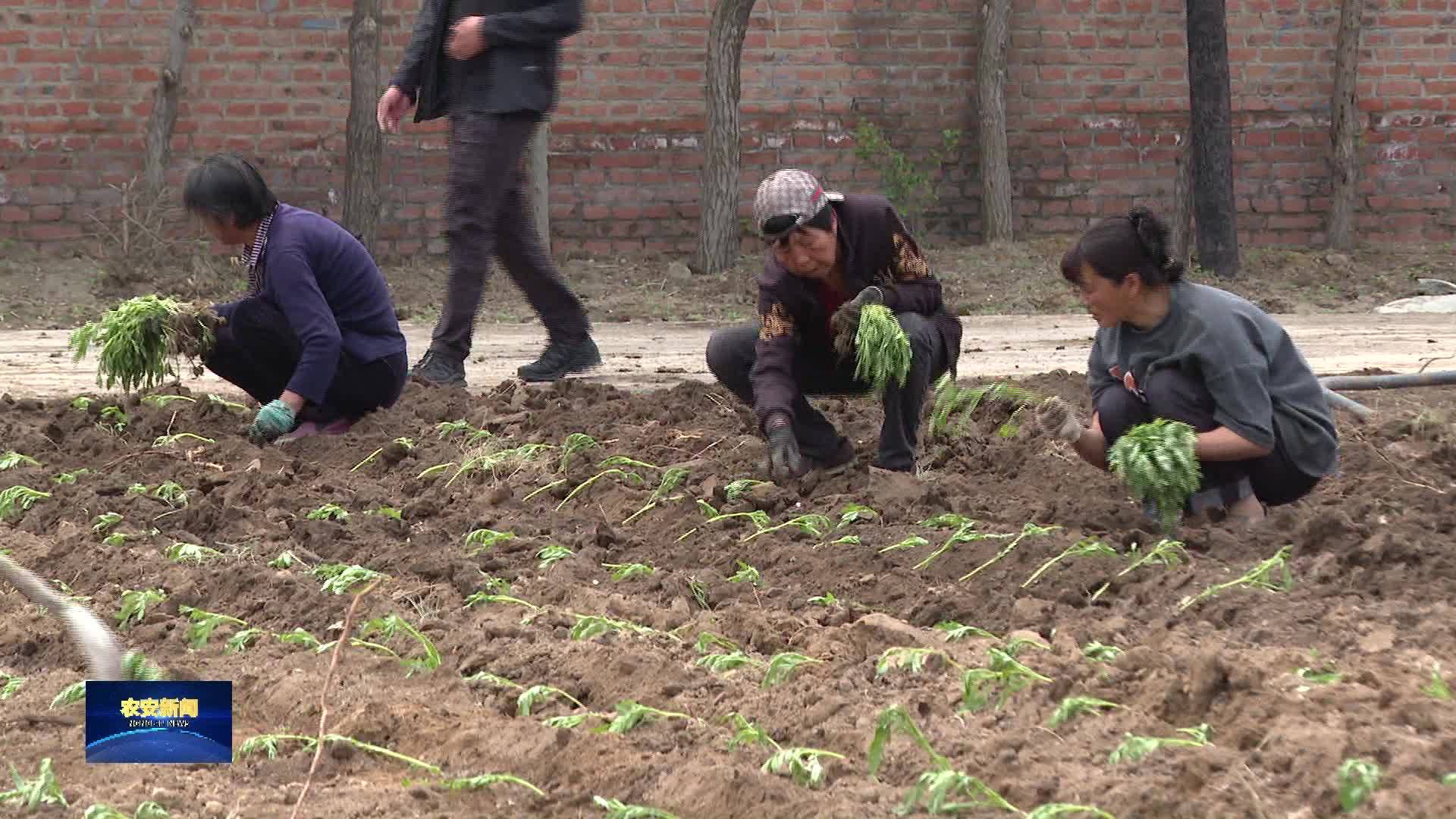 永安乡：万寿菊种植全面铺开 谱写乡村振兴“金色篇章”