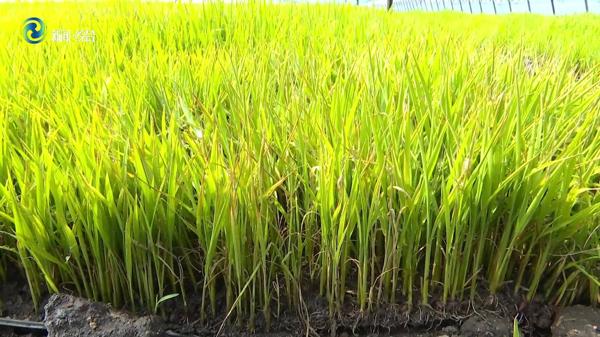 辉南县：农技人员深入育苗基地 指导水稻秧苗后期管理