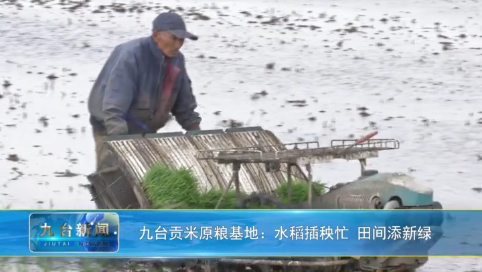 九台贡米原粮基地：水稻插秧忙 田间添新绿