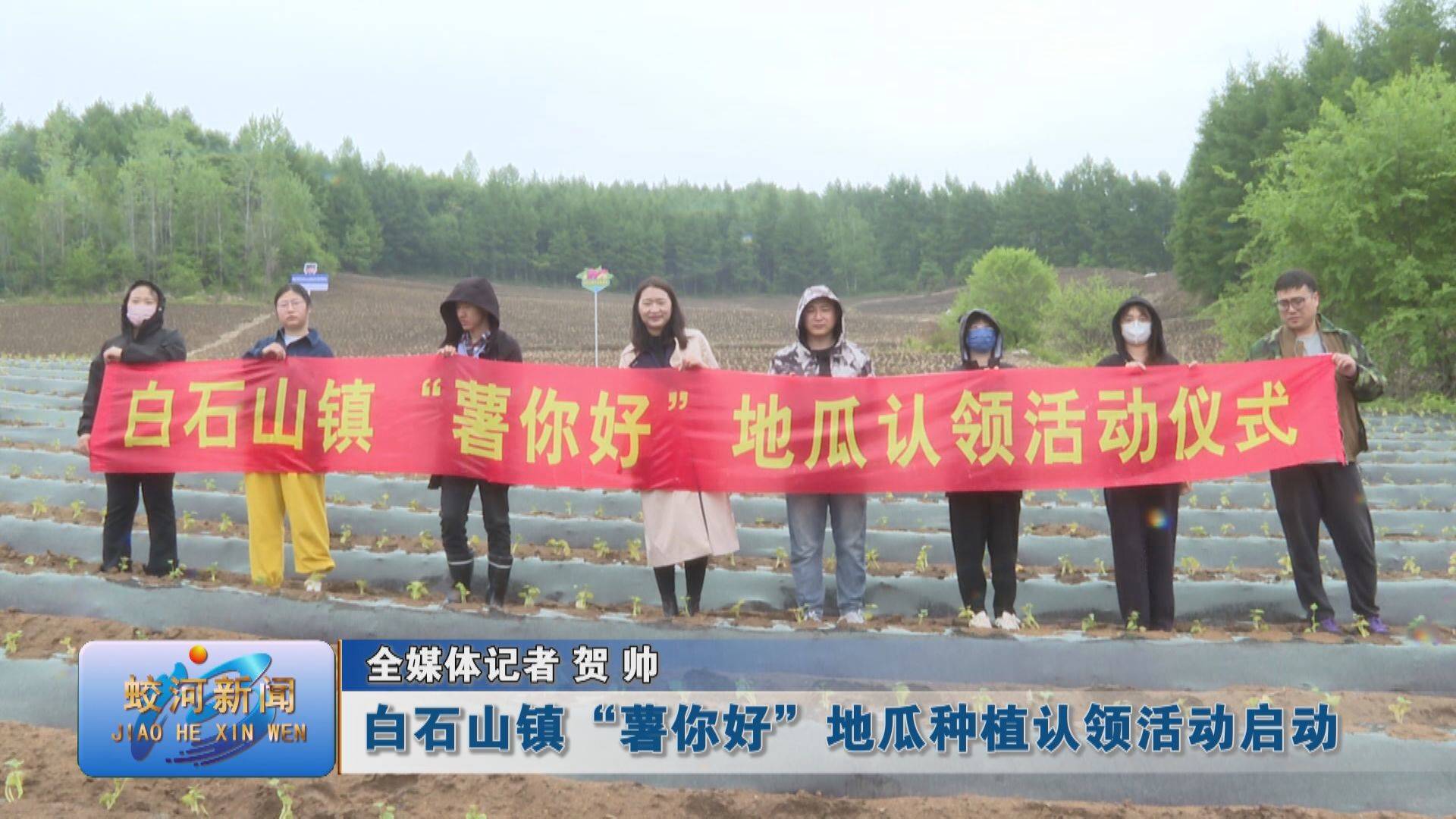 蛟河市白石山镇“薯你好”地瓜种植认领活动启动