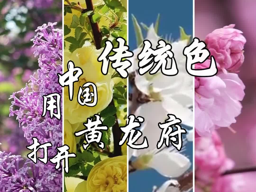 用中国传统色打开黄龙府花卉