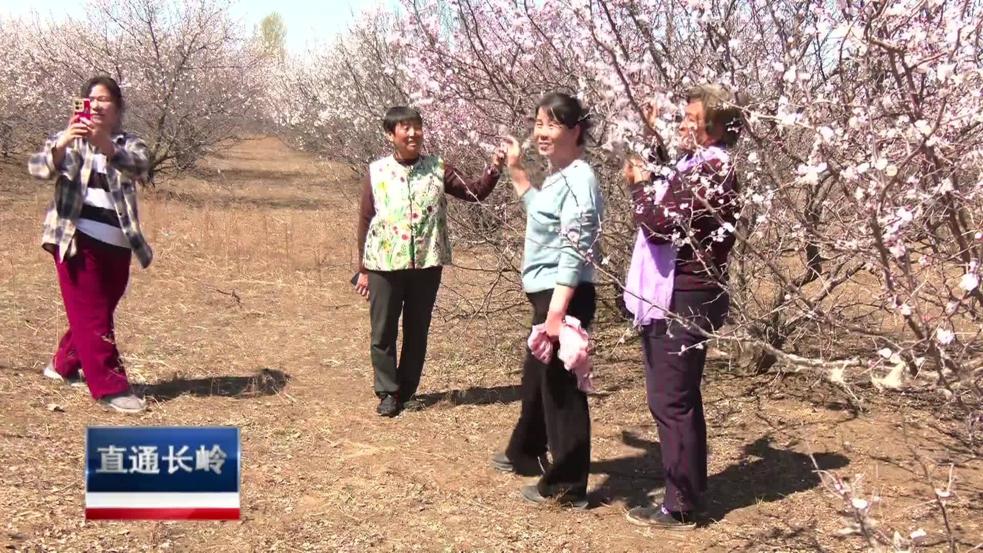 直通县市区2025年5月28日长岭     长岭县北正镇“杏花春韵 醉美北正”主题活动启幕VA0