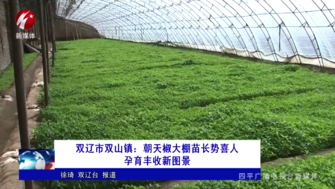 双辽市双山镇：朝天椒大棚苗长势喜人 孕育丰收新图景