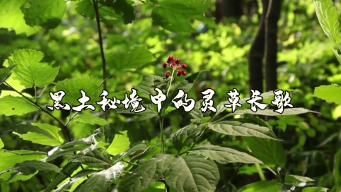 精彩通化县——黑土秘境中的灵草长歌