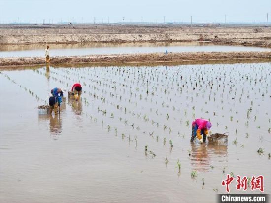 吉林省镇赉县茭白种植忙。　王凯 摄