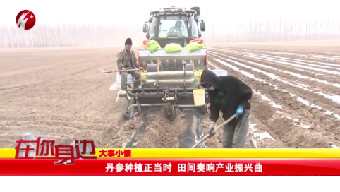 丹参种植正当时 田间奏响产业振兴曲