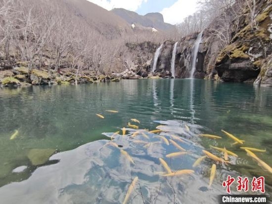 5月末的长白山绿渊潭景区，金鳟鱼正在欢快地游。谭伟旗 　摄
