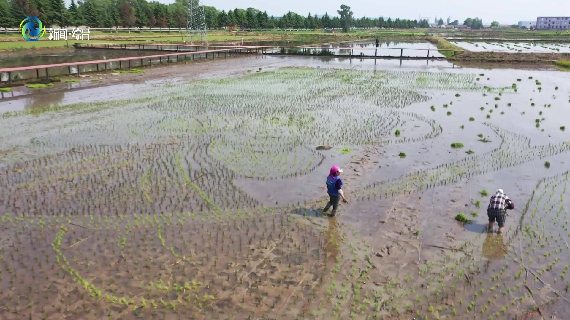 辉南县楼街朝鲜族乡龙光村：稻田画绘新景