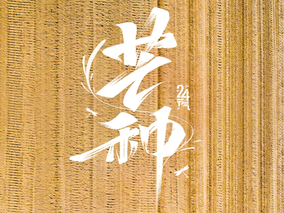 今日，芒种！