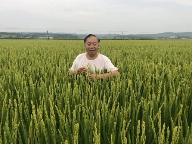 【劳模风采】稻香千里润沃土 育种半世守初心