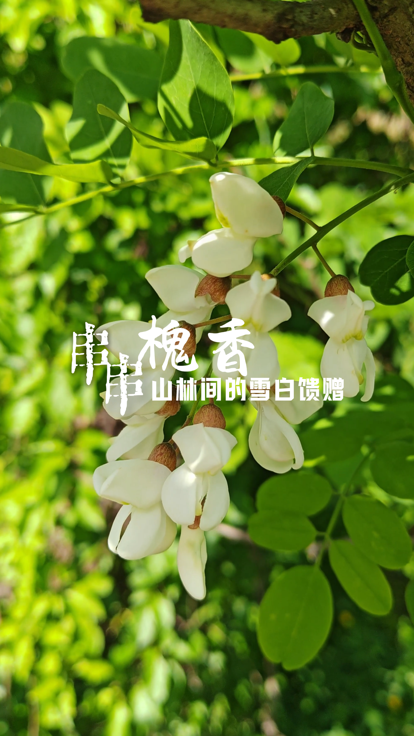 临江四季·串串槐香 山林间的雪白馈赠