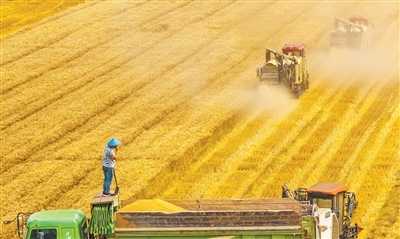 全国夏粮小麦收获进度过半（三夏进行时）