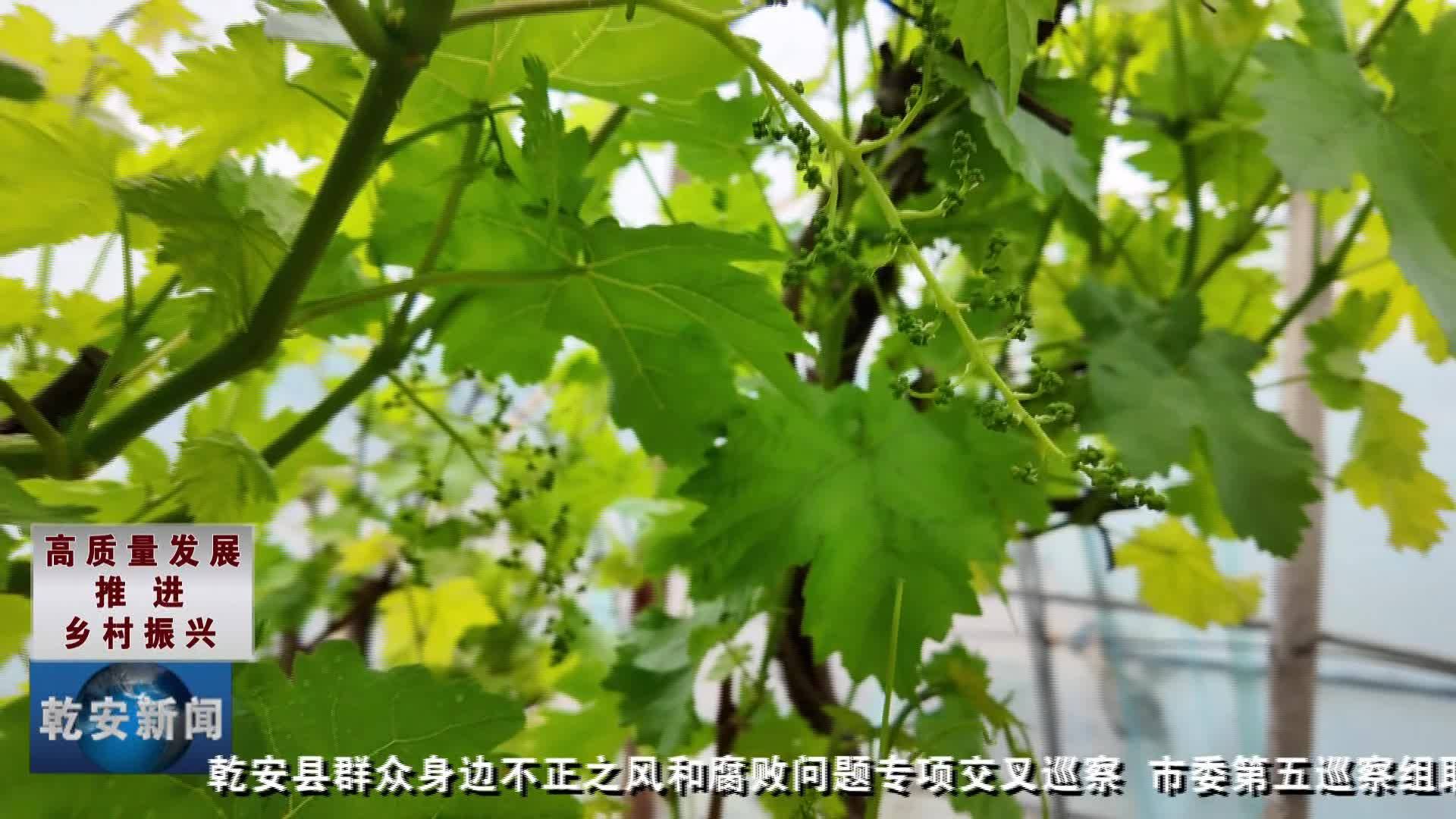 皮薄肉厚“赛红玉” 忠字葡萄别样甜