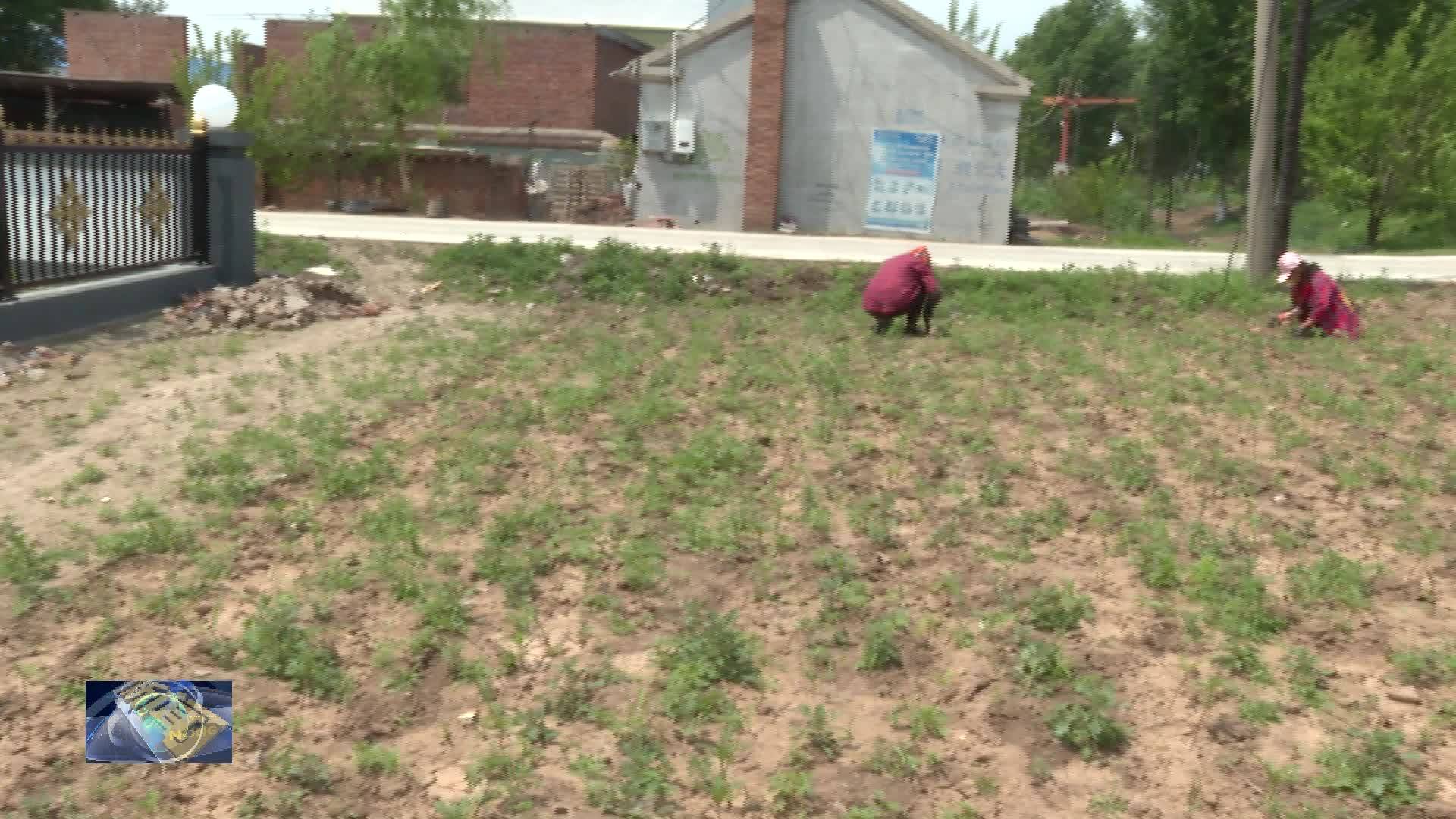前岗乡：万寿菊种植打造乡村振兴“黄金产业”
