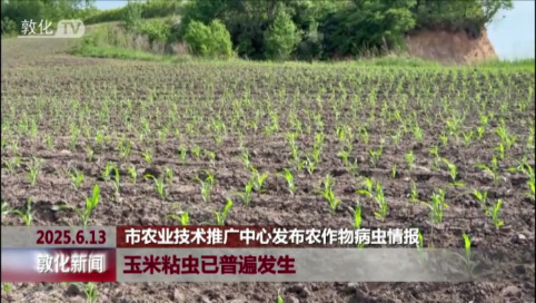 玉米粘虫已普遍发生