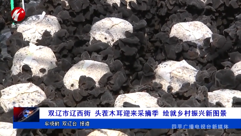 双辽市辽西街 头茬木耳迎来采摘季 绘就乡村振兴新图景