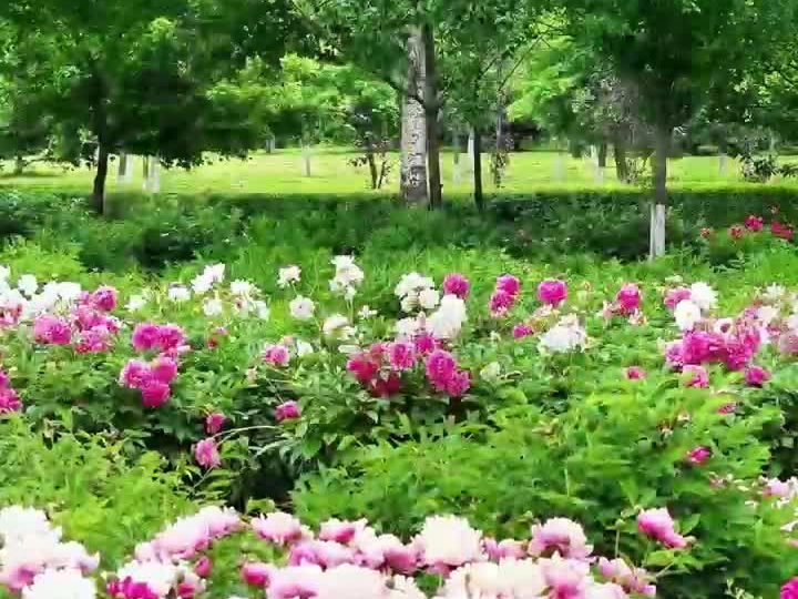 好事花生