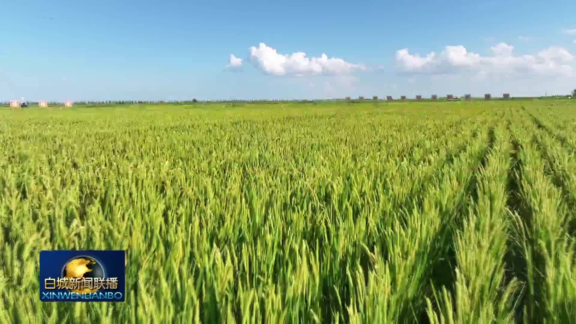 高质量发展新答卷丨筑牢&ldquo;北国粮仓&rdquo;压舱石 我市今年粮食总产量预计突破120亿斤