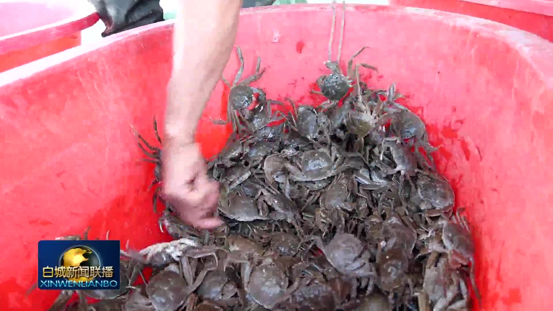 镇赉：科技养蟹启新篇 赋能镇赉绘新图