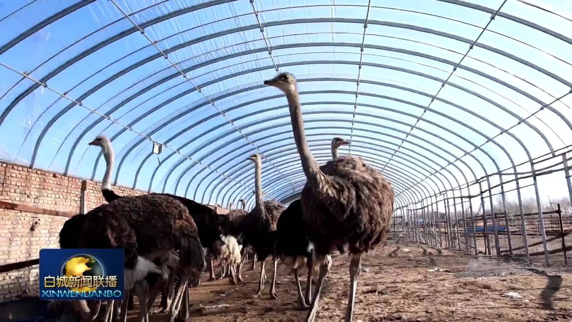 高质量发展新答卷丨白城：特色养殖激活乡村振兴新动能