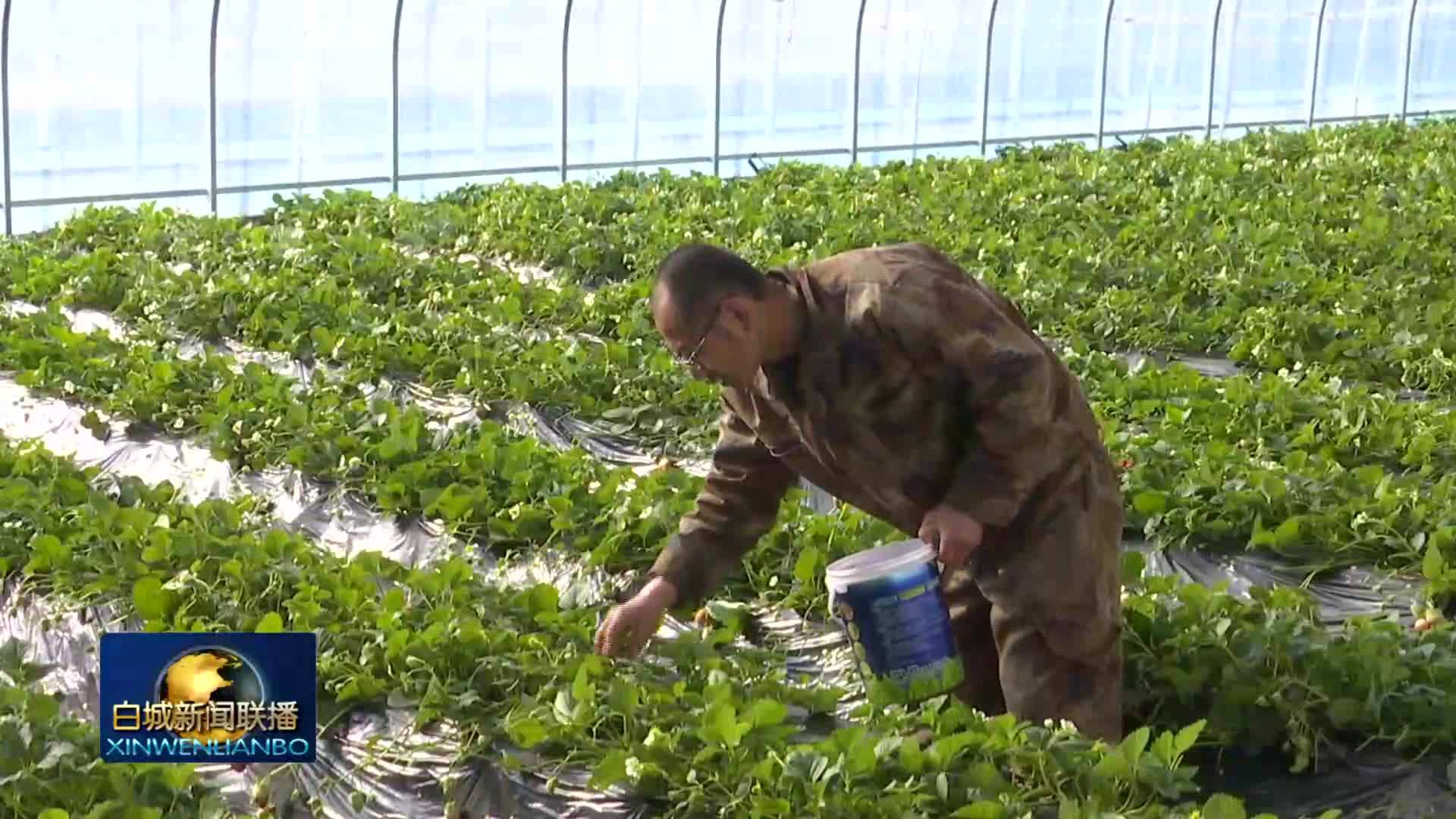 大安：民族资金赋能 棚膜经济生金