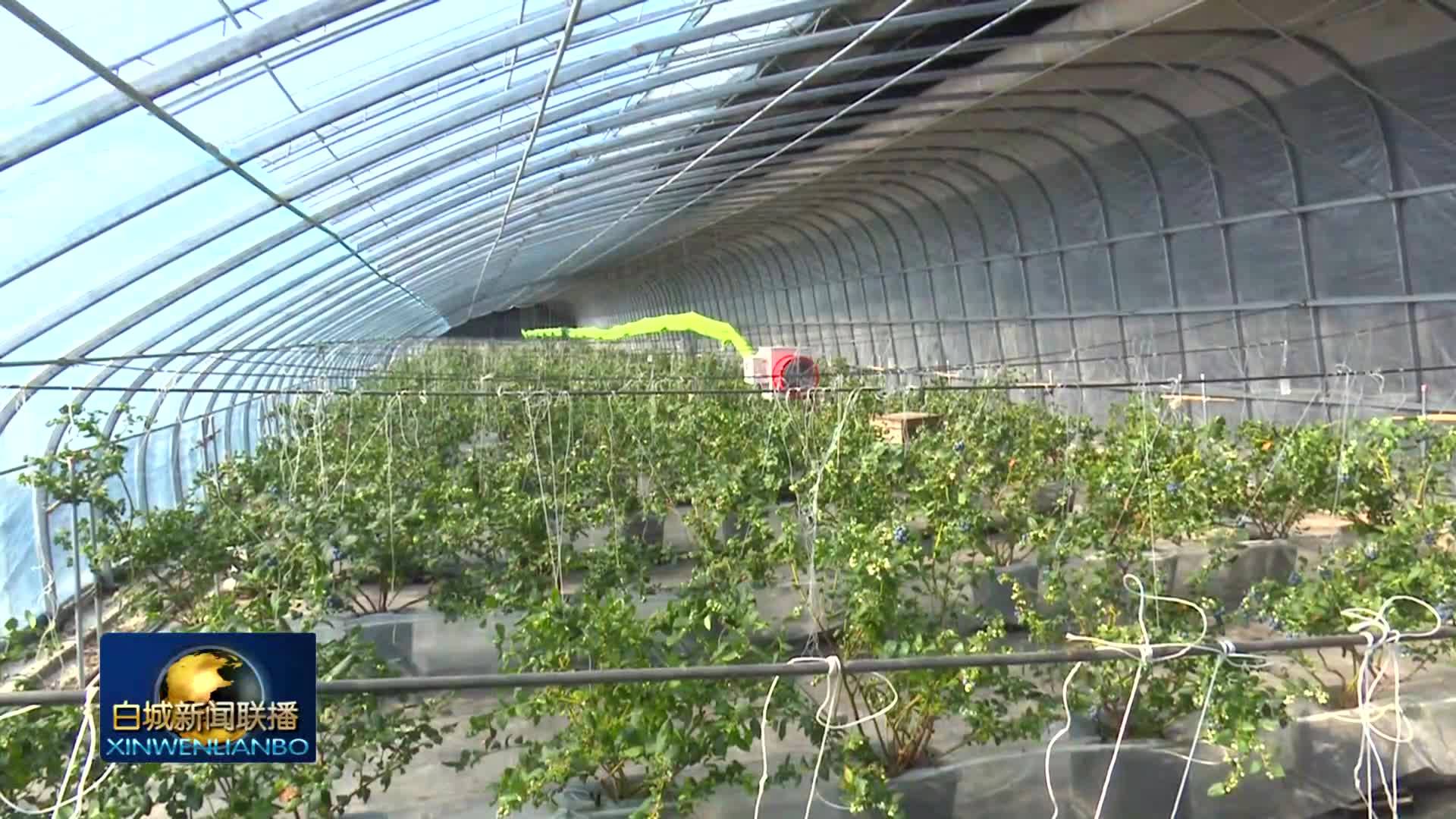 白城：小蓝莓撬动大产业 绘就春日&ldquo;莓&rdquo;好&ldquo;钱&rdquo;景