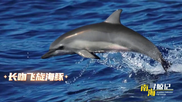 南海寻鲸记| 三场海豚的空中圆舞曲，治好了我的精神内耗