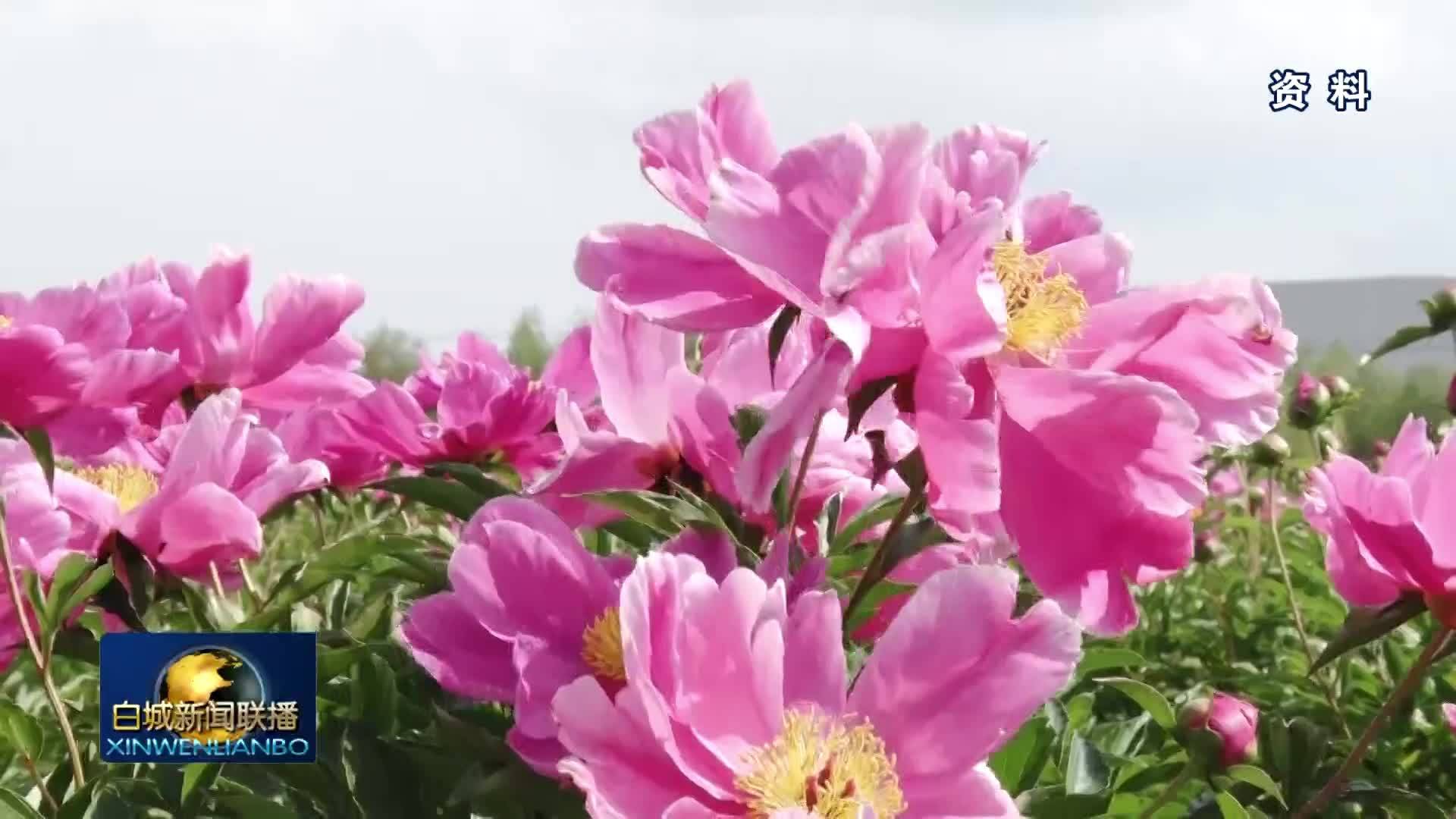 高质量发展新答卷丨盐碱地上开出&ldquo;致富花&rdquo; 吉林西部打造反季芍药种植标杆