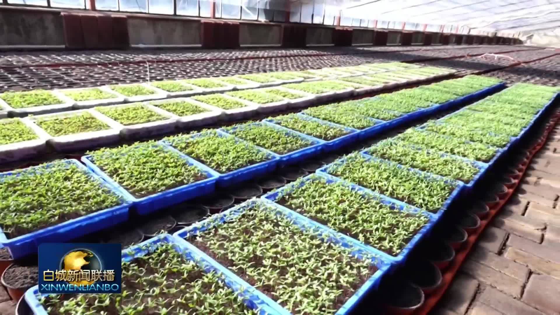 镇赉：不负春日好时光  园林花苗养护忙