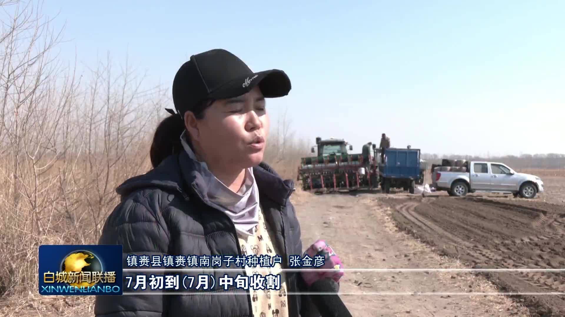 希望的田野丨镇赉：小冰麦开犁播种 复种模式增效益