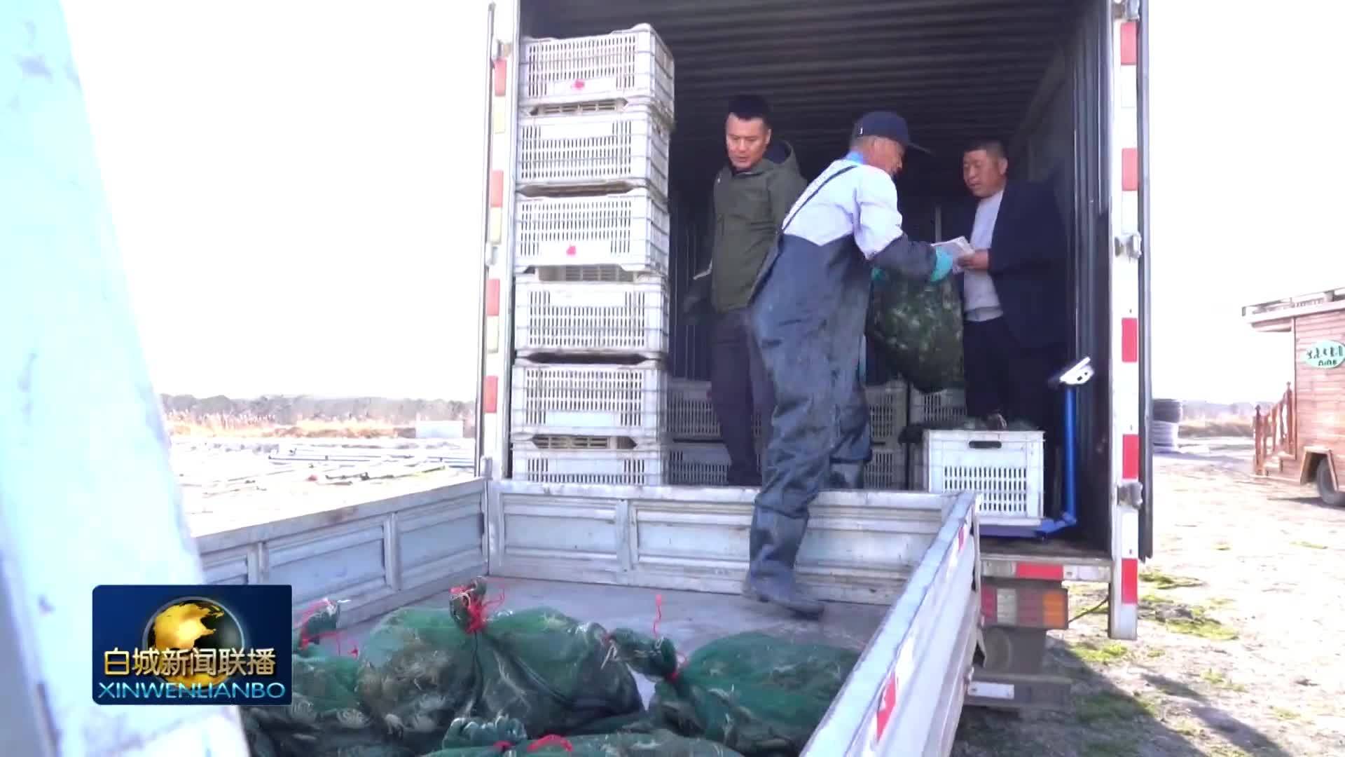 兴业 强县 富民 丨南蟹北养赋能特色产业 镇赉水产养殖奏响增收富民新乐章