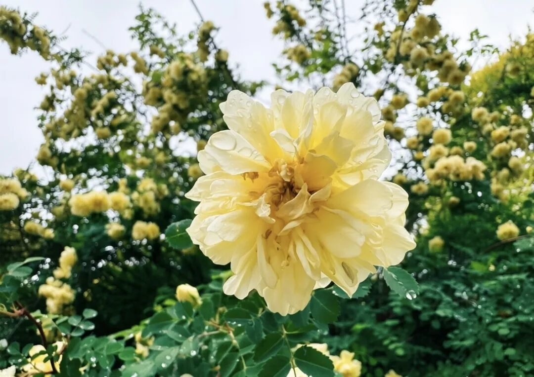 梅河口夏花盛放｜多彩盛夏，静待君来