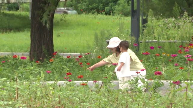 梅河口：浪漫花园绣球花盛放扮靓城市