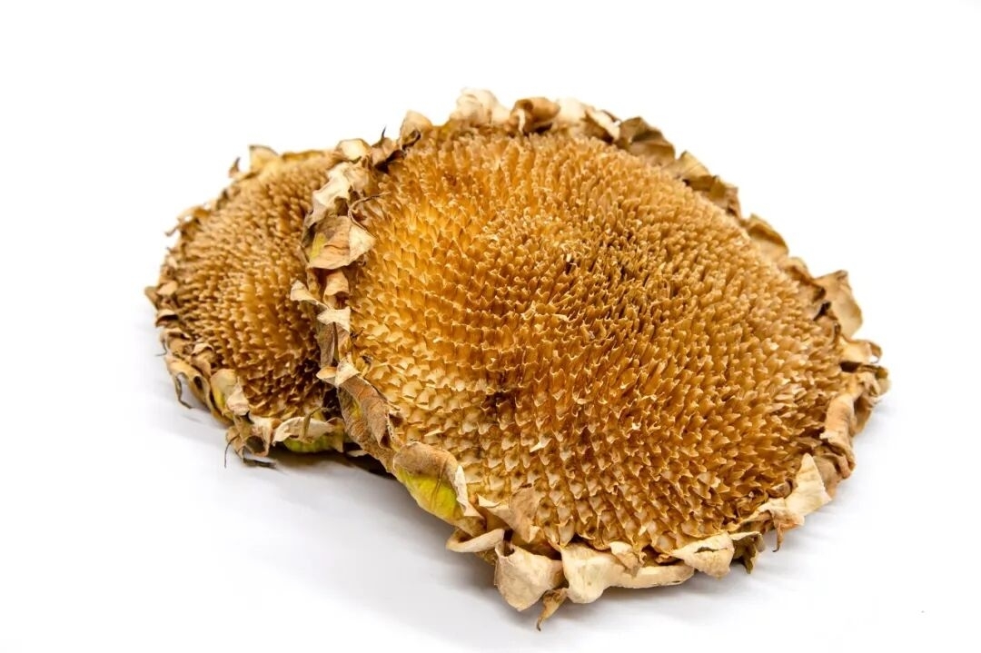 葵花盘熬水能治高血压？别信，当心延误病情！
