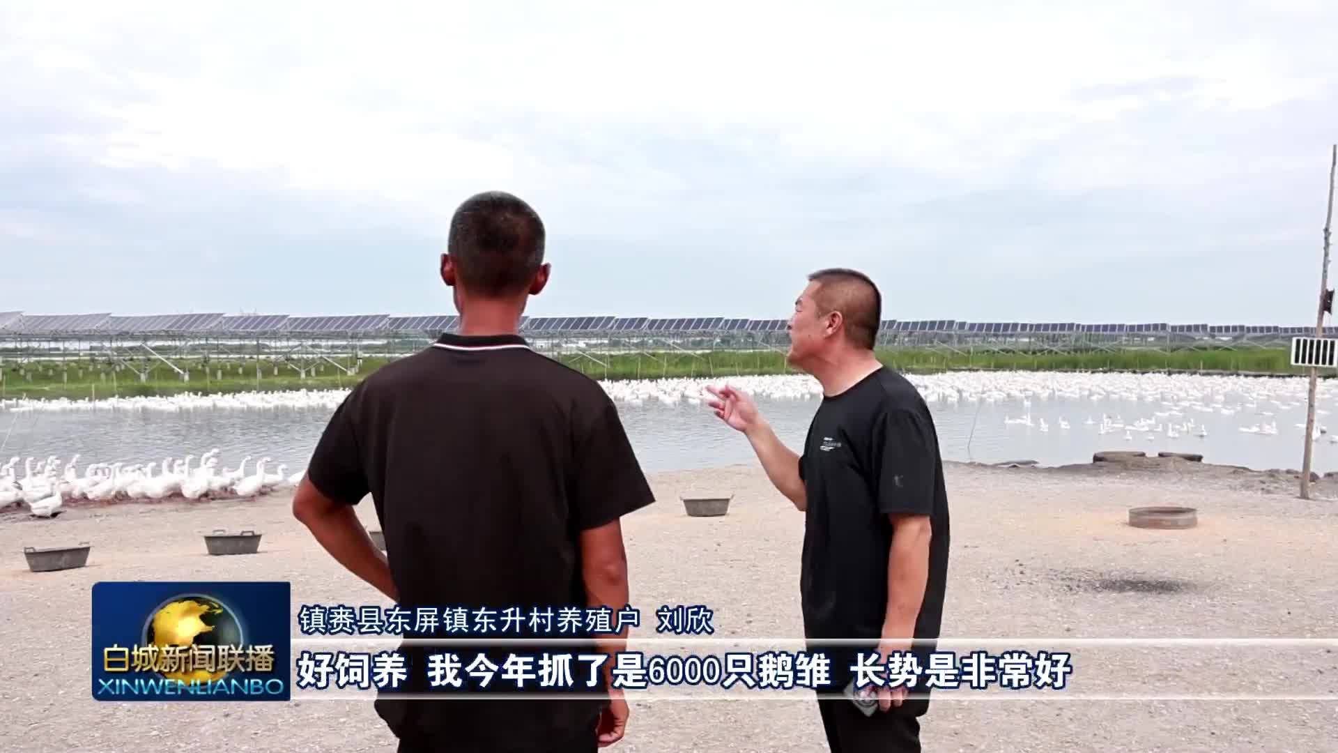 兴业 强县 富民丨镇赉：生态养白鹅 富民兴乡村