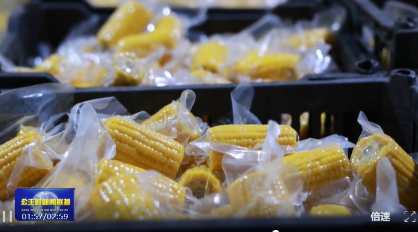 【县域发展活力行】公主岭：鲜食玉米加工忙 &ldquo;家门口&rdquo;就业促增收