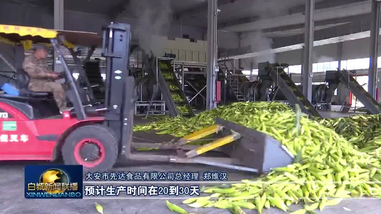 希望的田野丨白城：鲜食玉米采收加工忙 全产业链助农增收