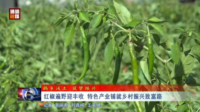 【鹤乡沃土 筑梦振兴】红椒遍野迎丰收 特色产业铺就乡村振兴致富路