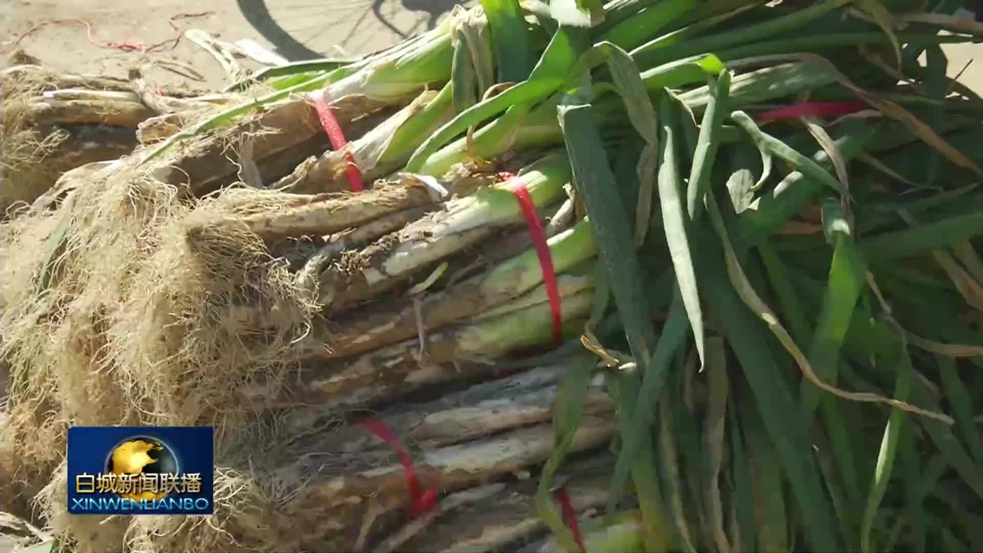 镇赉：秋菜买卖有秩序 便民疏导有温度