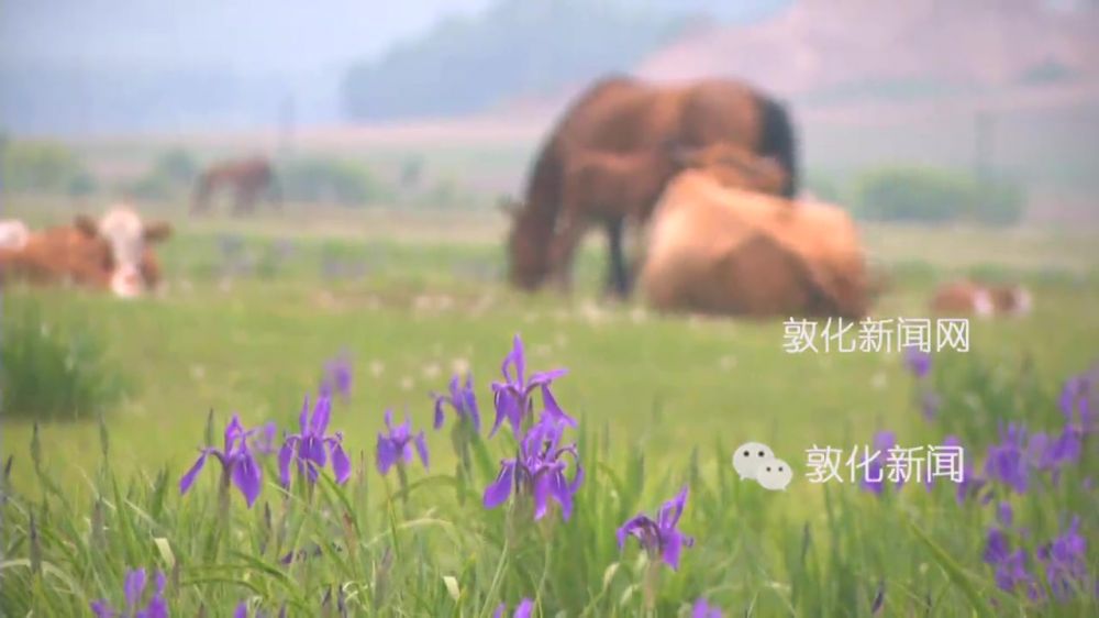 马兰花开二十一