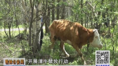 敦林公安局开展清牛禁牧行动（6月15日）