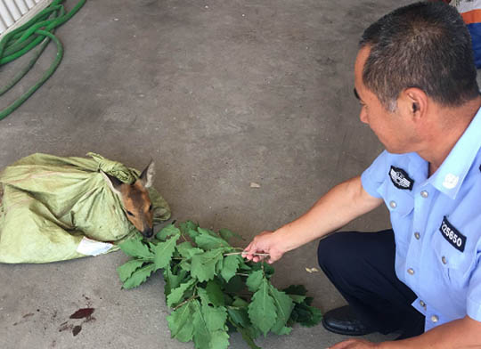 民警救助受伤小狍子