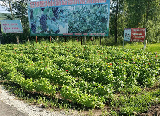 公路穿山越水  繁花一路相随