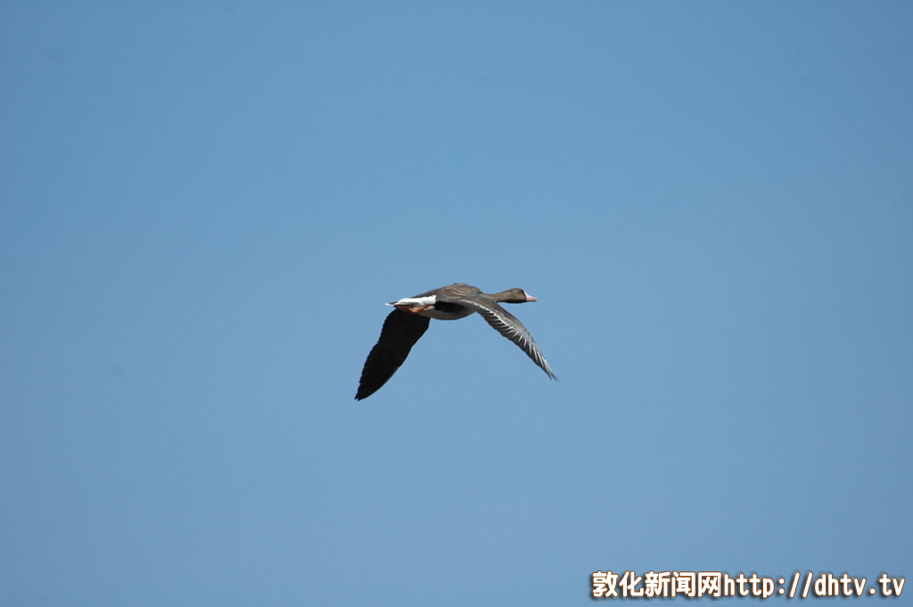 雁鸣湖自然保护区鸟类增多[组图]