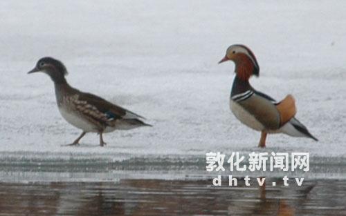 今春降水少 鸳鸯落户难[图]