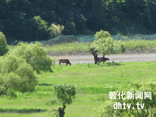 清牛禁牧保森林[图]