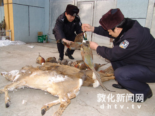 敦化一农民偷猎狍子、野鸡被抓［图］